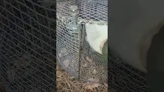 живо ловушка на лису