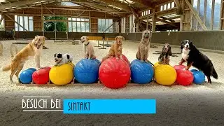 SinTakt, der Europapark für Hunde