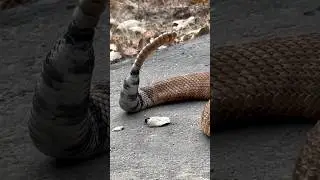 HUGE RATTLE = HUGE RATTLESNAKE 🐍 #dangernoodle #noperope