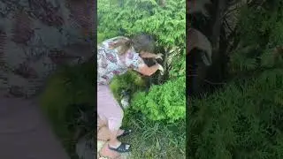 Стрижём тую в частном саду