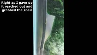 Killer Worm
