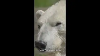 #ArcticSwimmers: 🐻 How Can Polar Bears Swim in Freezing Water?