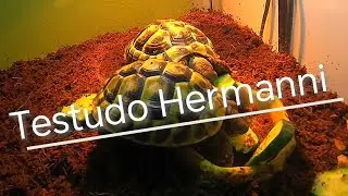 Korytnačka zelenkastá (testudo hermani)feed