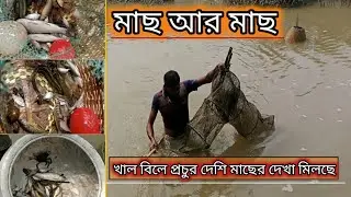 দেশি মাছের গোন লেগেছে || খাল-বিলে ভরপুর মাছ