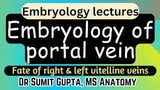 Embryology of Portal vein | Derivatives of Vitelline vein |