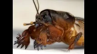 DANABURNU