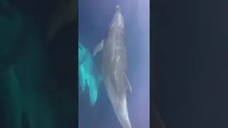 Dolphins!!!! Pt. 1