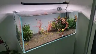 chihiros wrgb 2 pro Viv ultraclear aquarium