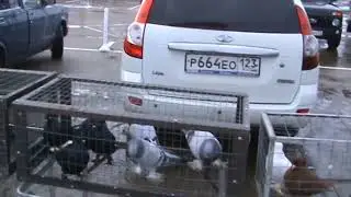 Ярмарка голубей г.Славянск-на-Кубани 21.01.2024г. 3часть