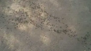 migrating ant in chingola (zambia)