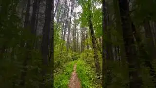 Walking through pines on a cool breezy day - soothing sounds of the forest #nature #explore #travel
