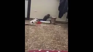 «Мы поставили барабан рядом с кошачьим лотком, и совсем не жалеем об этом»