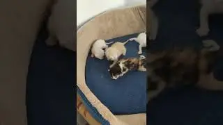 SUPER adorable kittens trying to walk