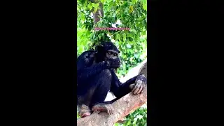 What Do Chimpanzees Eat? 