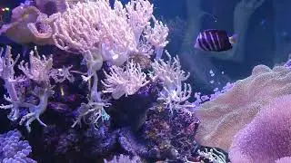 Морской аквариум