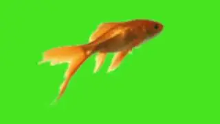 Goldfish Green Screen Video | #greenscreen #green_screen_video
