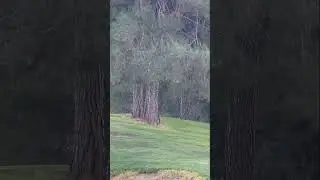 Не тут то было! #продвижение #юмор #squirrel #wood #животные #funny