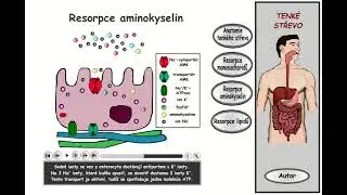 Trávení, část 22: Tenké střevo - resorpce aminokyselin