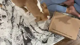 Barkbox 2021 Opening Galapagos Theme