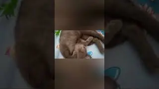 Сон младенца😺#