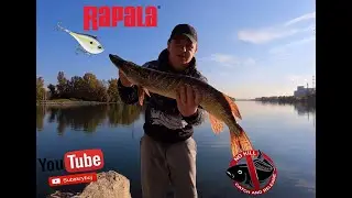 Rapala Rippin' Rap , Pierwszy raz na woblera tego typu...