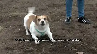 Szilveszterkor is figyeljünk állatainkra!