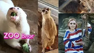 Зоопарке в Пахре, Животные, кормим четвероногих, фоткаюсь со змеей, зоопарк, zoo🦦