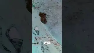 Explorando las Albercas Abandonadas del Parque Reino Mágico Encantado de Veracruz