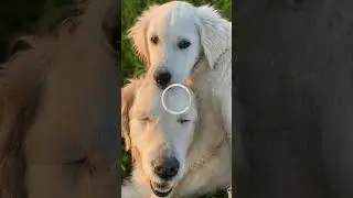 El brillo en la oscuridad  La historia de Tao y Oko.