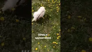 Spitz in dandelions
