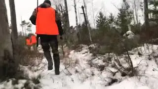 Крупки Беларусьзагонная охота 2018