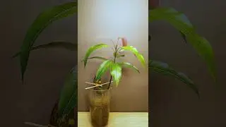 Growing Mango Tree from seed - Time lapse - 