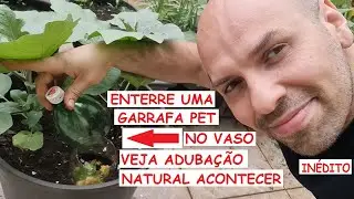 enterre uma garrafa Pet no vaso e veja a maravilhosa adubação natural na sua terra.