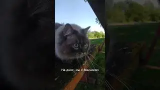 А ваш кот любит гулять ? )) 