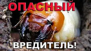 Как бороться с личинками майского жука?