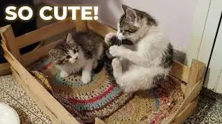 Cute Kittens Playing With Their Tails