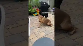 A little chase the dummy in the morning.