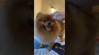Тап тап тап по хУмЯкУ!!🤣#животные #смех #хомяк #актив #рек #pomeranian #musicgenre