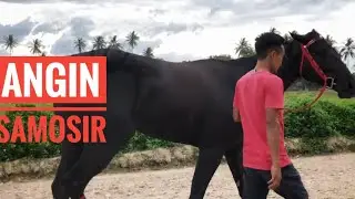 RACE HORSE || BORU ANGIN SAMOSIR || SAMOSIR STABLE || PAYAKUMBUH || حصان ||