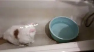Реакция кота на воду.