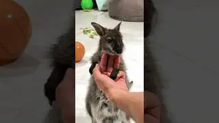 Кенгуру Стив — ночной гонщик 😼