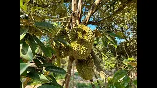 ខេត្តកំពតបច្ចុប្បន្ន រូបសំណាកសេះសមុទ្រ ទុរេន ដើមត្នោតខ្មែរ។ Kampot today, Seahorse Statue, Palm Tree