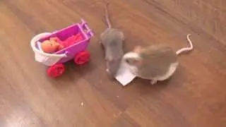 cutest mouse trick ever - pushing a doll buggy... but then the baby gets kidnapped!