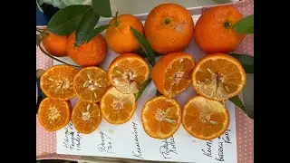 Клементины гибриды, элитные сорта и случайные череночки