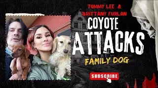 Coyote Attacks Tommy Lee and Wife, Brittany Furlan’s Dog Neena