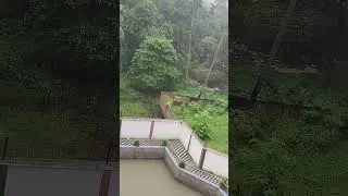 #funny #love #foryou #viralvideo #shorts #youtubeshorts #nature #happy #rain #india #beautiful #like
