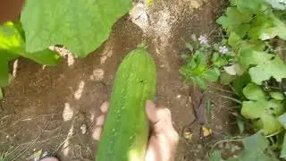 Harvesting Ridge / Sponge Gourd From Garden || Part - 1