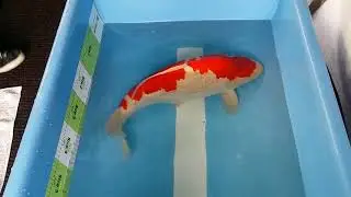 17 June 2018