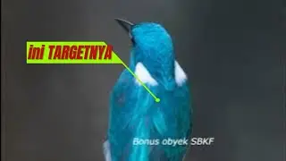 TARGET 1 JENIS BURUNG INI SAJA ?...WP~VLOG #2