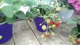 Клубника в горшках.Малообьемка😁